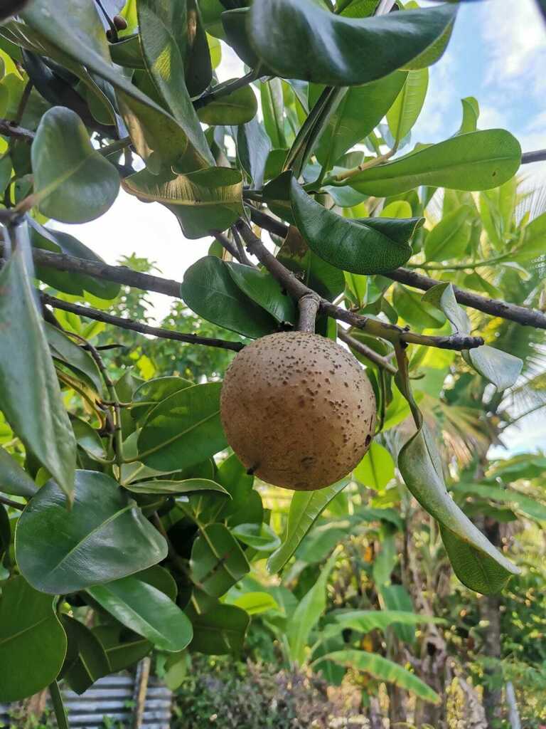 Manilkara zapota, Finca 4, El Empalme, Provincia de Bocas del Toro, Panamá
