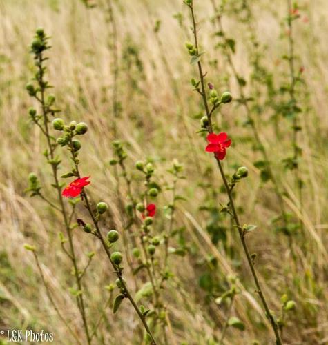 Hibiscus aponeurus