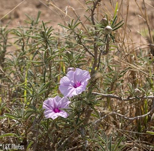 Morning glory (Ipomoea jaegeri)
