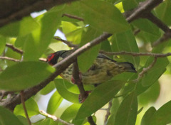 Psilopogon haemacephalus roseus