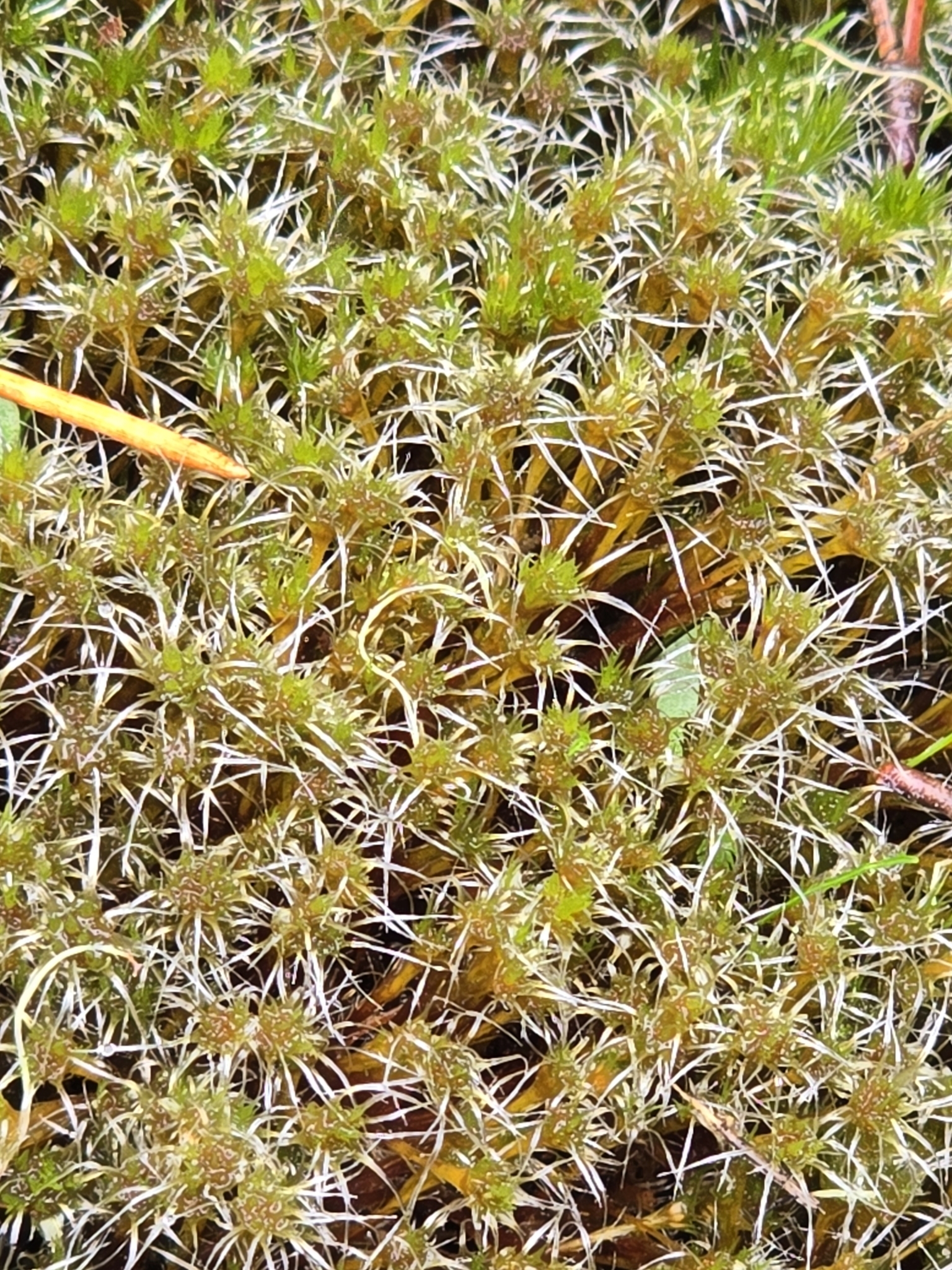 Campylopus introflexus