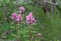 Castilleja raupii