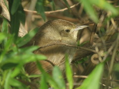 Phacellodomus sibilatrix