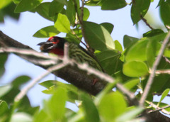 Psilopogon haemacephalus roseus
