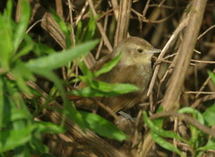 Phacellodomus sibilatrix