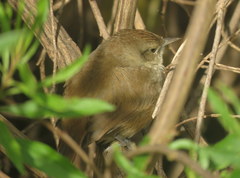 Phacellodomus sibilatrix