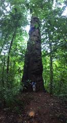 Caryocar costaricense