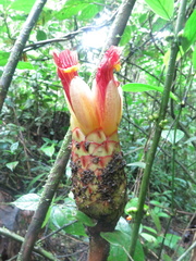 Costus zamoranus