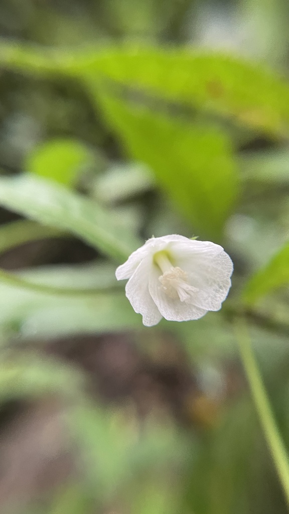 Pavonia pseudotyphalaea