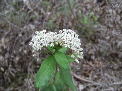Asclepias texana
