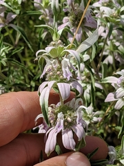 Monarda humilis