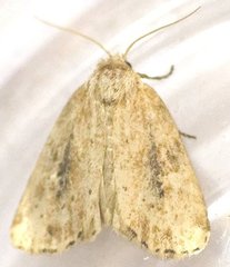 Photedes panatela