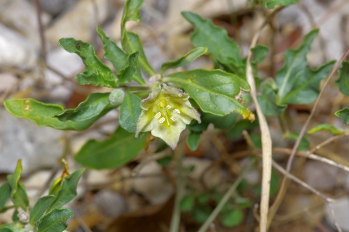 Image of Chamaesaracha edwardsiana by (c) Michelle W. （鍾偉瑋）, some rights reserved (CC BY)
