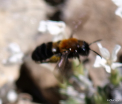 Andrena