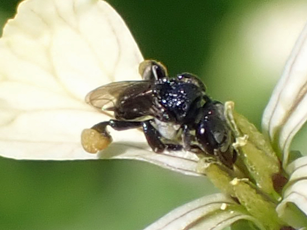 Charcoal Stingless Bee from Alexandra Headland QLD 4572, Australia on ...