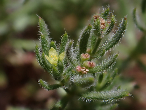 Image of Galium ambiguum by (c) Nolan Exe, some rights reserved (CC BY)