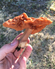 Gyromitra esculenta