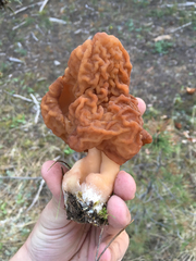 Gyromitra esculenta