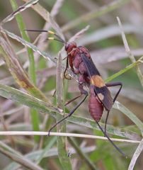 Compsocryptus melanostigma