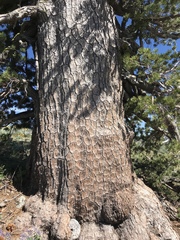 Pinus monticola