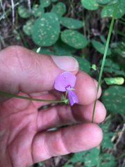 Desmodium rotundifolium