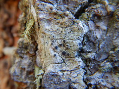 Lecanora circumborealis