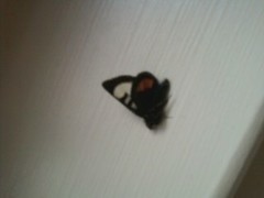 Psychomorpha epimenis