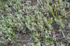 Chenopodium atrovirens