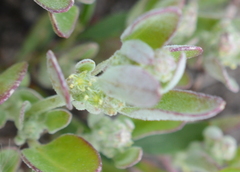 Chenopodium atrovirens