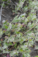 Chenopodium atrovirens