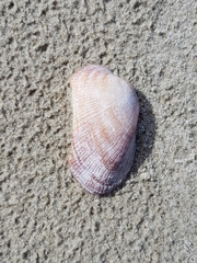 Barbatia