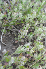 Chenopodium atrovirens