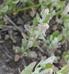 Chenopodium atrovirens