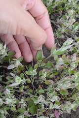 Chenopodium atrovirens