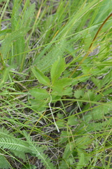 Drymocallis convallaria