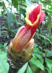 Costus zamoranus