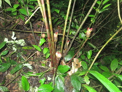 Costus zamoranus