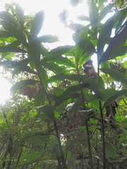 Costus zamoranus