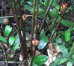 Costus zamoranus