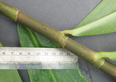 Costus zamoranus