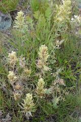 Castilleja thompsonii