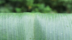 Costus zamoranus