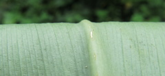 Costus zamoranus
