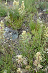 Castilleja thompsonii