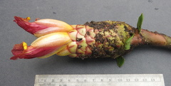 Costus zamoranus