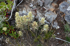 Castilleja thompsonii