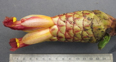 Costus zamoranus