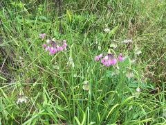 Allium allegheniense