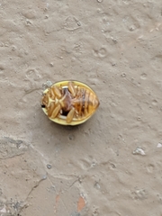 Olla v-nigrum