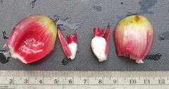 Costus zamoranus